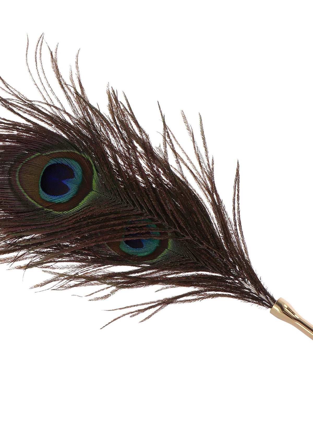 Close-up pauwveer tickler met groene-blauwe ogen en bruine veren op stokje