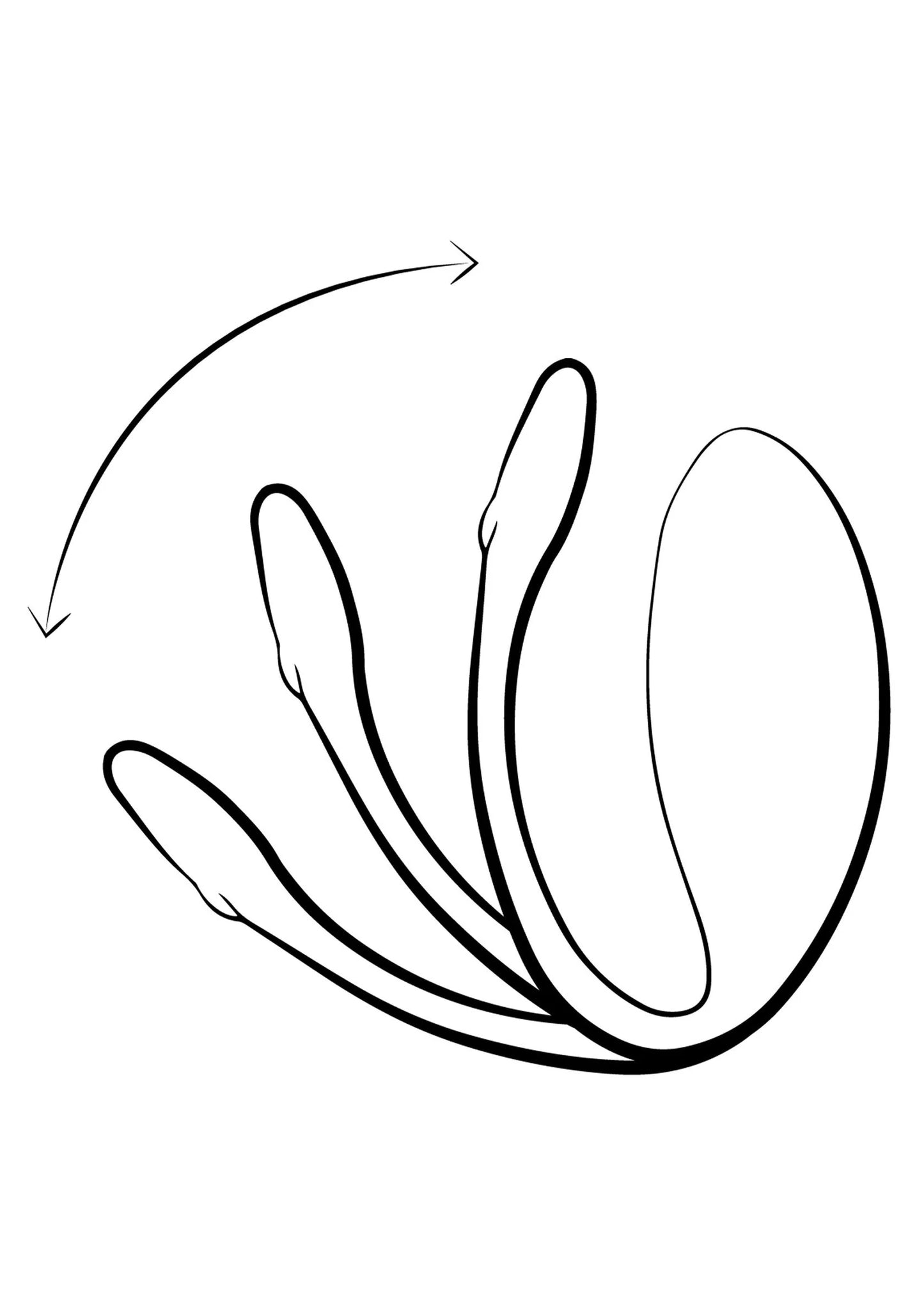 Schematische U-vormige vibrator met pijlen voor plaatsing