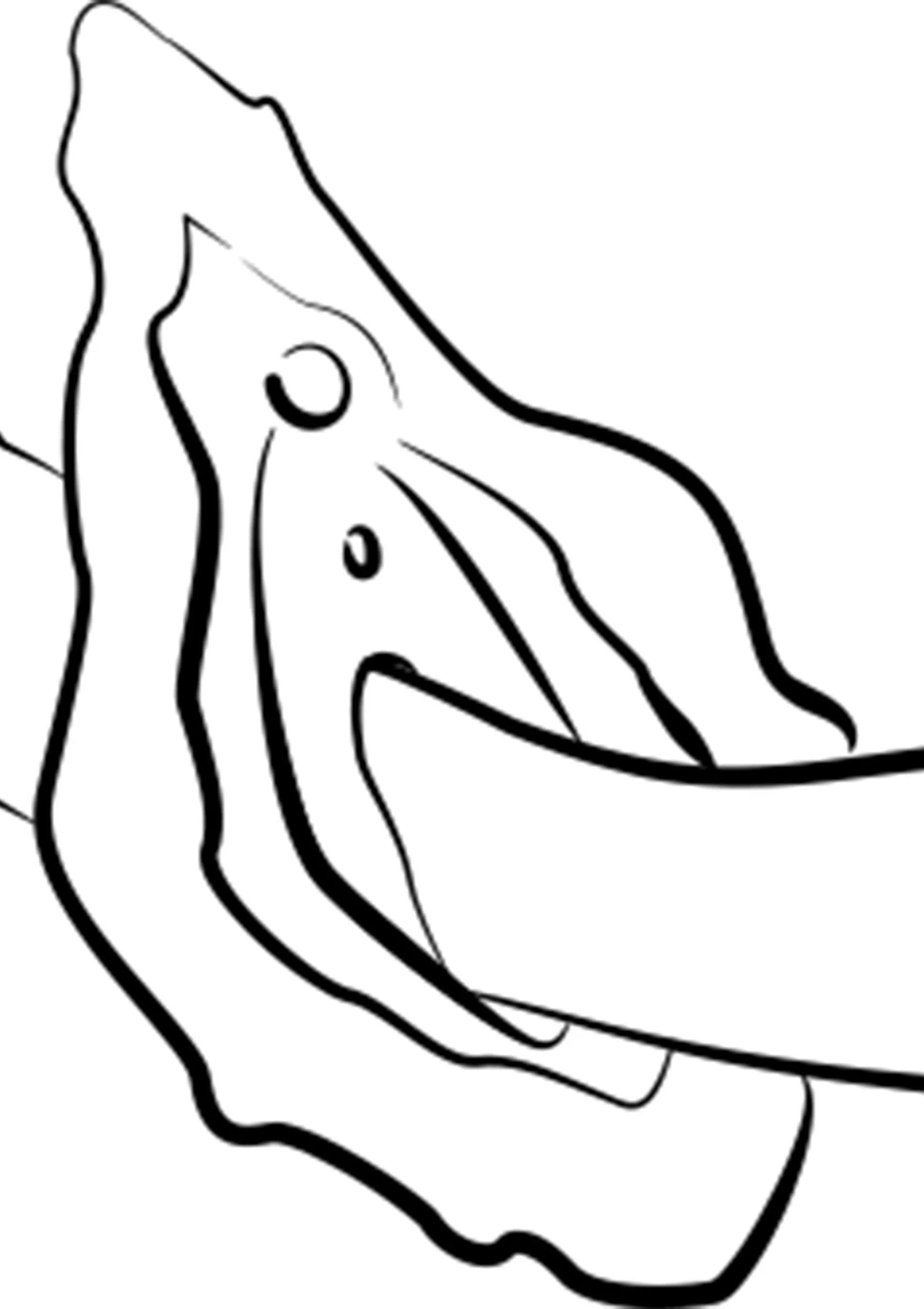 Romp Hype-vibrator (line-art), slanke gebogen vorm met knopjes op de zijkant
